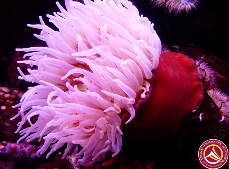 Pink anemone - Oceanarium Odyssey