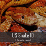 Snake for US Snake ID Seminar at AHA