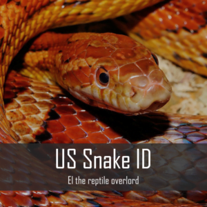 Snake for US Snake ID Seminar at AHA